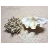 NATURAL CORAL AND LARGE HEAVY SHELL