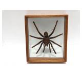TARANTULA- INGLASS CASE- NICE