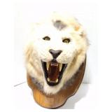 AFRICAN LION- TAXIDERMY