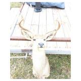 WHITETAIL BUCK MOUNT