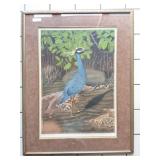 JOHN COSTIN- " YELLOW CROWNED NIGHT HERON"-