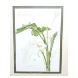 ZANTEDESCHIA AETHIOPICA- THALIA LINCOLN- 1973 -