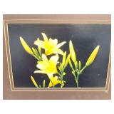 " LILY GARDEN"-   BY ANTON WIRTZ- APPROXIMATELY-