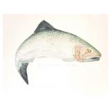 LARRY CRAWFORD- " JUMPING SALMON" FEMALE-