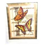 27032C TRANSITIONAL BUTTERFLY (B) I- 2004 OLD
