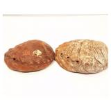 2- LARGE SHELLS