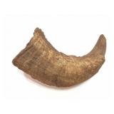 BUFFALO - BISON- SINGLE HORN