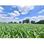 LARGE REAL ESTATE AUCTION- CAPAC X DRYDEN ROAD-MICHIGAN