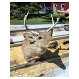 TAXIDERMY WHITETAIL BUCK MOUNT
