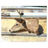 TAXIDERMY WHITETAIL BUCK MOUNT