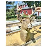 TAXIDERMY WHITETAIL BUCK MOUNT