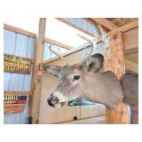 TAXIDERMY DEER