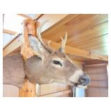 TAXIDERMY DEER