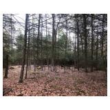 85 Acres of Union County Woodland