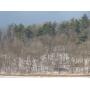 13 Acres of Snyder County Woodland