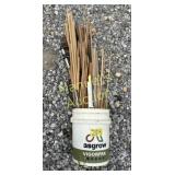 BUCKET OF WOODEN DOWELL RODS