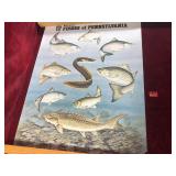 Lot of PA Regional Animals Posters