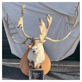 Mounted Barren-Ground Caribou