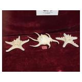 Starfish and Seashells