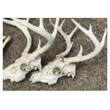 Lot of 5 Vintage White-Tailed Deer Skull Mounts