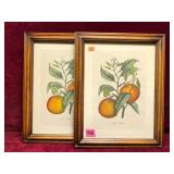 Pair of Framed Citrus Aurantium Botanical Prints