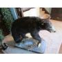 Online Only Auction for Mike & Jennie Tolle