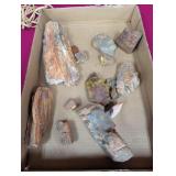 Petrified Wood Specimens