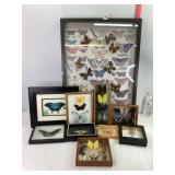 Butterfly Picture & Shadowboxes