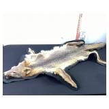 Fox Pelt
