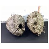 2 Hornets Nests