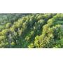Land For Auction - Phoenixville, PA - September 23, 2025 at 4:00 PM