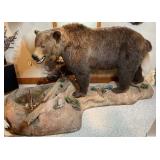Taxidermy Estate Sale - Oley, PA - June 1, 2026 at 8:00 PM