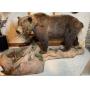 Taxidermy Estate Sale - Oley, PA - June 1, 2026 at 8:00 PM