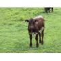 Hammond Equipment & Cattle Live Auction