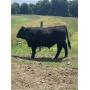 Beaver, Nick: Beef Steer