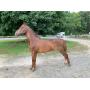 Shetler Farm Auction