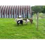 28 Goats to be Catologed on October 2nd