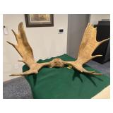Moose Horns