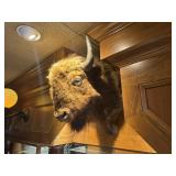 Buffalo Head