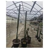 3 XL San Pedro Cactus