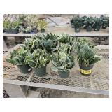 11 Snake Plants