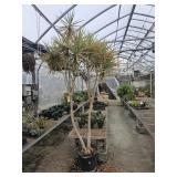 9Ft. Madagascar Dragon Tree