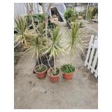 3 Madagascar Dragon Trees