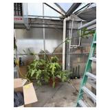 Queen of The Night Cactus and Ferns