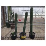 3 San Padro Cactus Plants