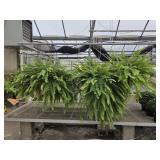 3 Large Hanging Boston Ferns