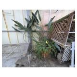 Queen of The Night Cactus and Ferns