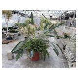 Queen of The Night Cactus and Ferns