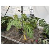 2 Monstera Deliciosa Plants