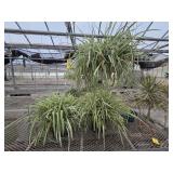 3 Large Spider Plants